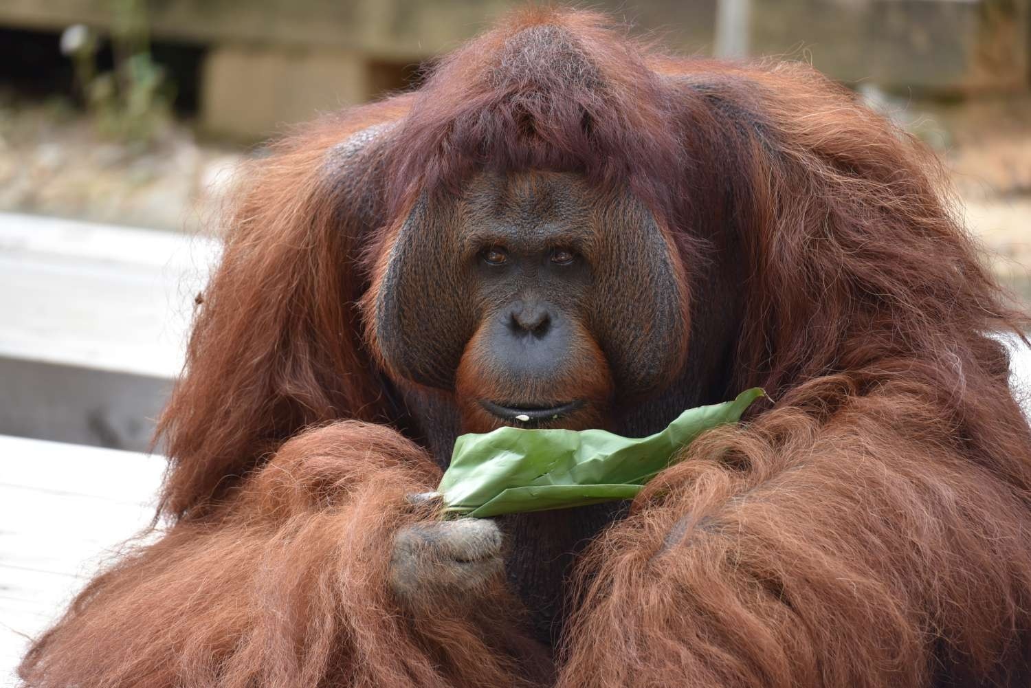 ▲▼新竹市立動物園休園後模樣。（圖／翻攝自新竹市政府官網）