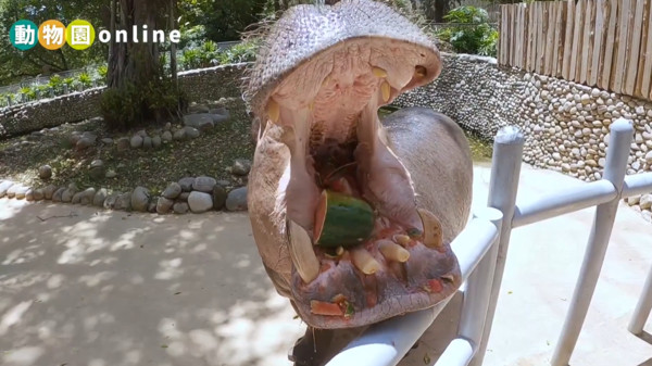 ▲▼線上動物園直擊河馬樂樂「療癒吃播」！　牙刷一來主動張嘴：啊～。（圖／翻攝自林智堅臉書）