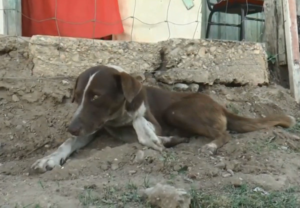 ▲▼ 墨西哥礦場爆炸，一名死者生前飼養的寵物犬還是每天到礦場報到，等待主人現身。（圖／翻攝自YouTube）