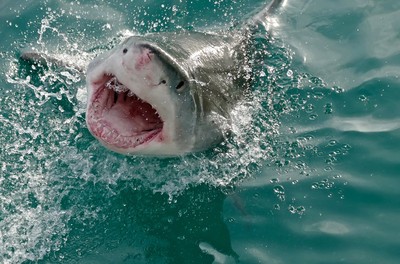 美國家庭度假海釣「釣到大白鯊」　拉扯40分鐘船長驚喊：很罕見