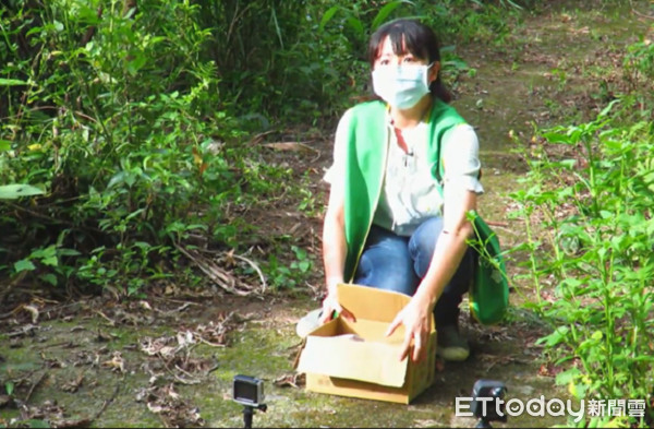 ▲並選擇適合地點野放黑背三趾翠鳥。（圖／桃園市野鳥協學會提供）