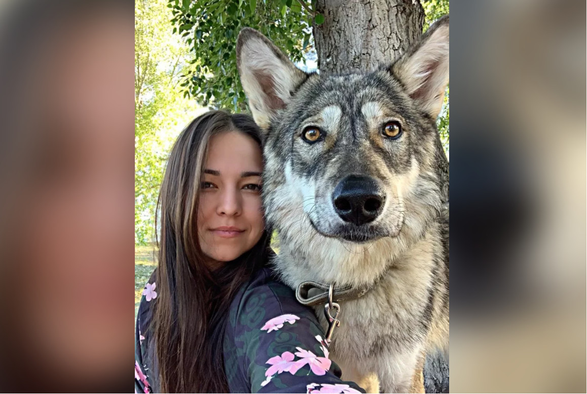 ▲一名俄羅斯網友收養一隻有75%狼血統狼犬，並成功將牠馴服。（圖／翻攝自IG／she.s.a.wolf）