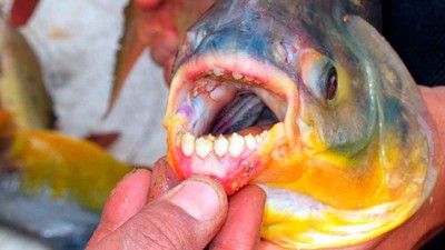 蛋蛋殺手魚入侵瑞典！　「牙齒像人類」雖然吃素但太餓會一口咬掉蛋蛋