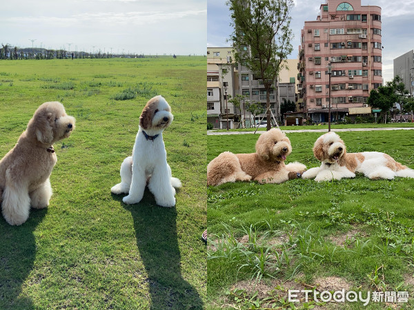 ▲▼巨貴（圖／飼主黃靜瑩授權）