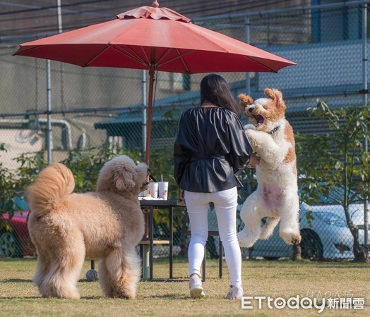 ▲▼巨貴（圖／飼主黃靜瑩授權）