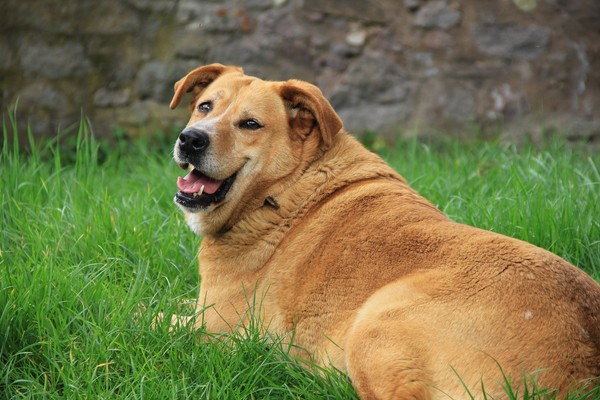 肥胖貓狗。（圖／取自CC0圖庫Pixabay）