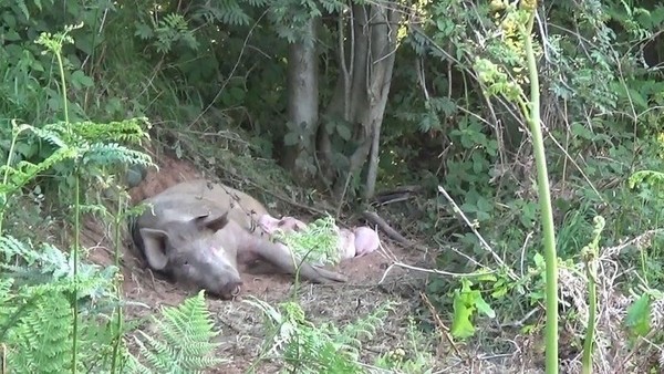 豬媽媽逃出屠宰場生寶寶。（圖／翻攝自Brinsley Animal Rescue）