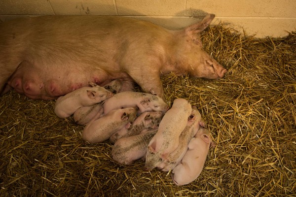 豬媽媽逃出屠宰場生寶寶。（圖／翻攝自Brinsley Animal Rescue）