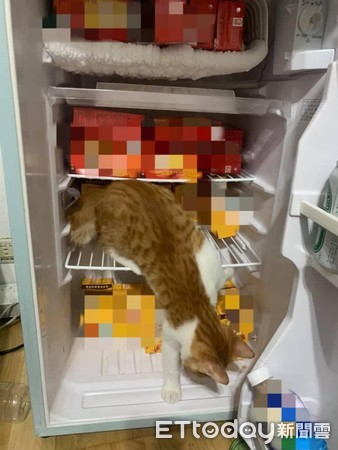▲冰箱門打開！小貓秒衝冷藏櫃「趴好冰起來」　爸拉出牠反被咬一口。（圖／飼主吳先生提供）