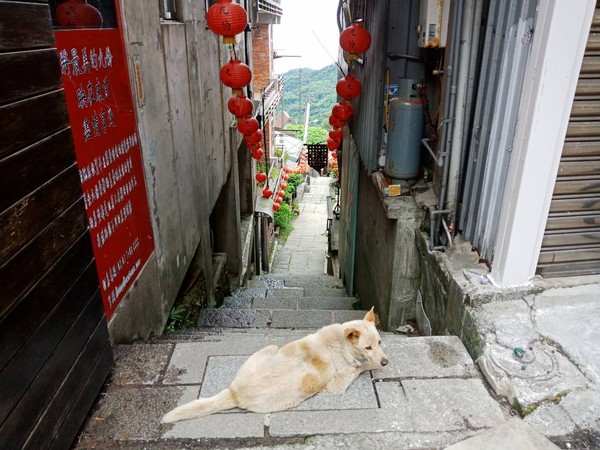 ▲九份老街上週末26、27日幾乎一個人都沒有。（圖／新北市觀旅局提供）