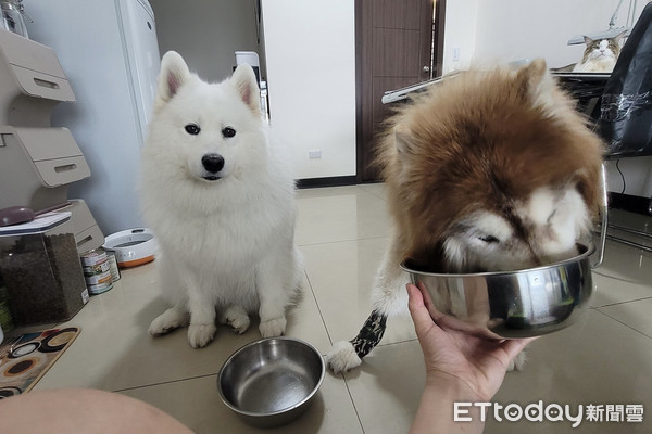 ▲▼麥可、噗優、喬鈮。（圖／粉專「雪橇犬麥可噗優和緬因喬鈮喵」授權提供）