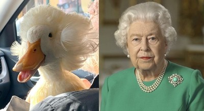 撞臉英國女王！潮鴨「天生逆天炸毛」變鴨界超模　雜誌廣告接不完