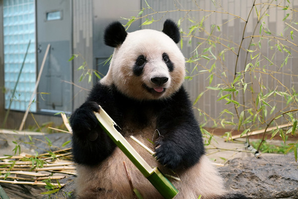 ▲▼熊貓真真。（圖／翻攝自上野動物園）