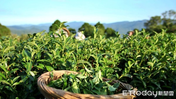 ▲新北春季「包種茶」飄茶香 坪林農會推「立體茶包」量販包。（圖／新北市農業局提供）