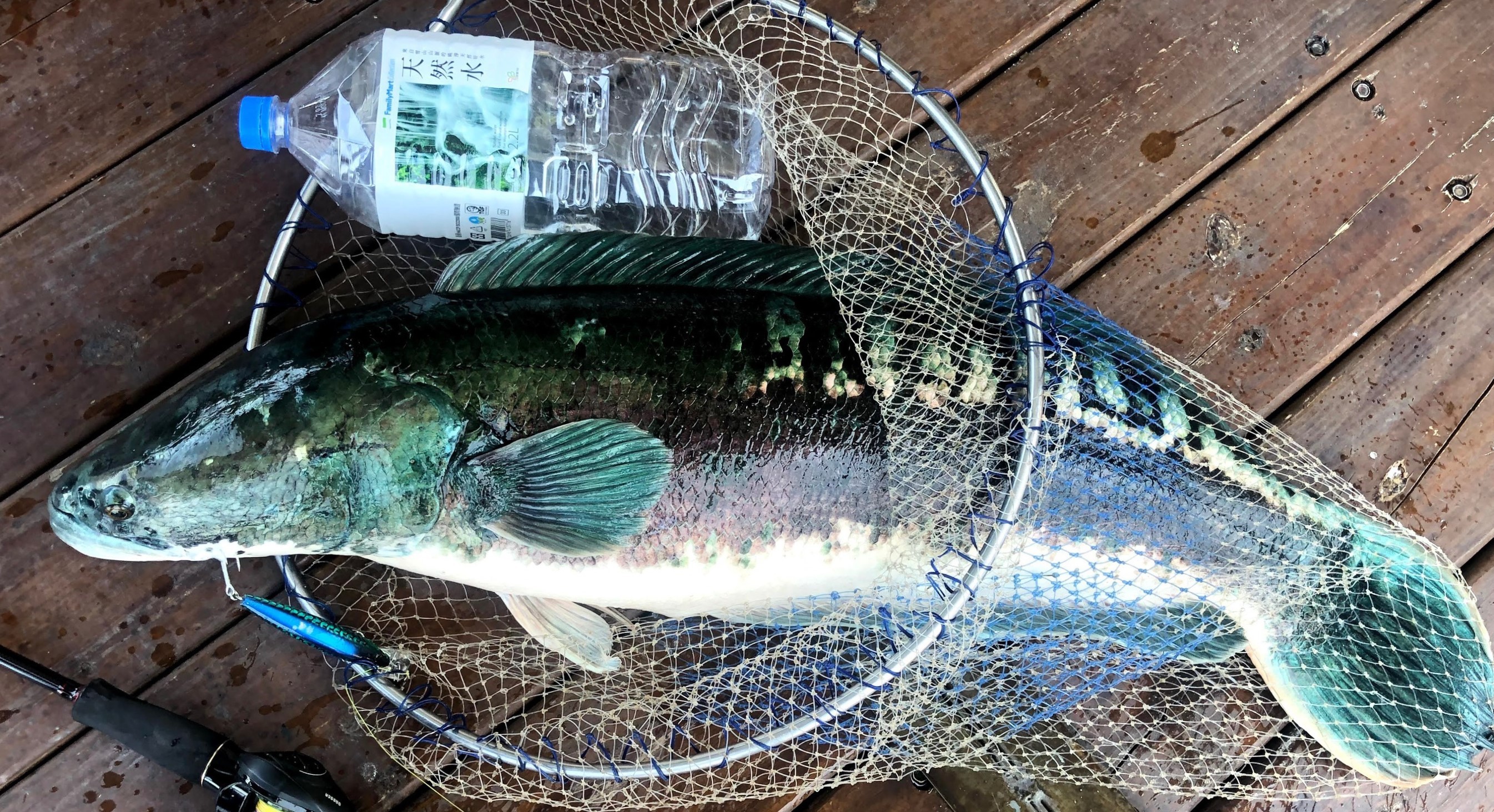 魚虎 兇殘返日月潭 遭獵捕逃生上岸釣友驚喊 恐怖生態殺手 Ettoday社會新聞 Ettoday新聞雲
