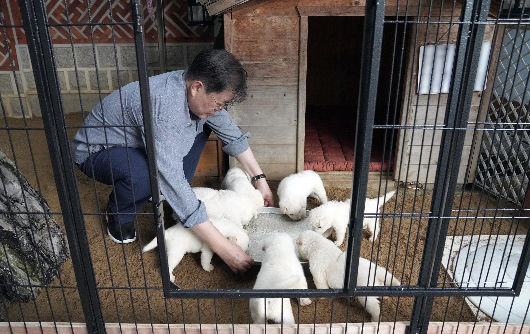 ▲▼文在寅臉書上分享豐山犬「熊熊」誕下7隻幼犬的好消息。（圖／翻攝自文在寅臉書）