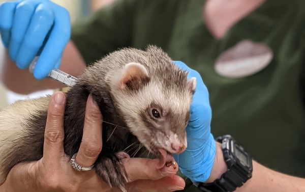 ▲▼奧克蘭動物園部分動物已接種新冠疫苗。（圖／翻攝自奧克蘭動物園官網）