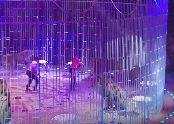 ▲▼俄羅斯馬戲團發生獅子打架事件。（圖／翻攝自YouTube／Москва 24、Young News）
