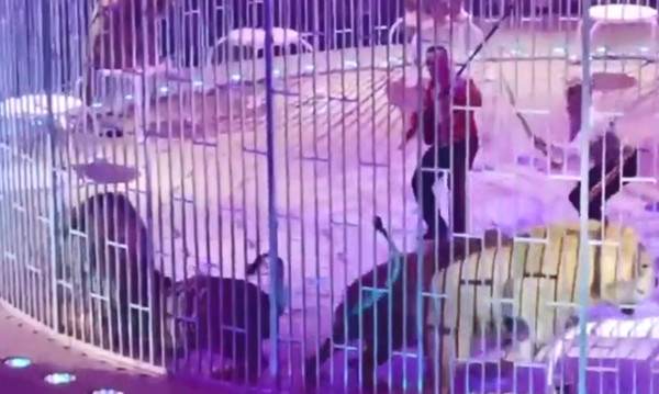 ▲▼俄羅斯馬戲團發生獅子打架事件。（圖／翻攝自YouTube／Москва 24、Young News）