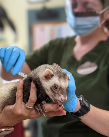 奧克蘭動物園動物接種新冠疫苗。（圖／翻攝自奧克蘭動物園臉書）