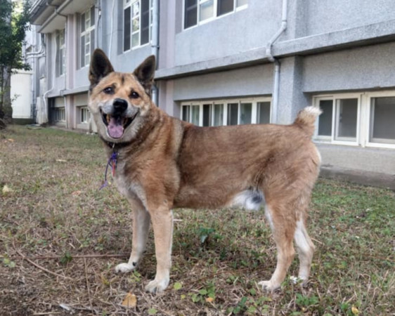 ▲▼北新國中校犬「巡邏校園15年」畢業了！　師生不捨送最後一程。（圖／翻攝自臺中市立北新國民中學臉書粉專）