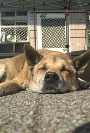 ▲▼北新國中校犬「巡邏校園15年」畢業了！　師生不捨送最後一程。（圖／翻攝自臺中市立北新國民中學臉書粉專）