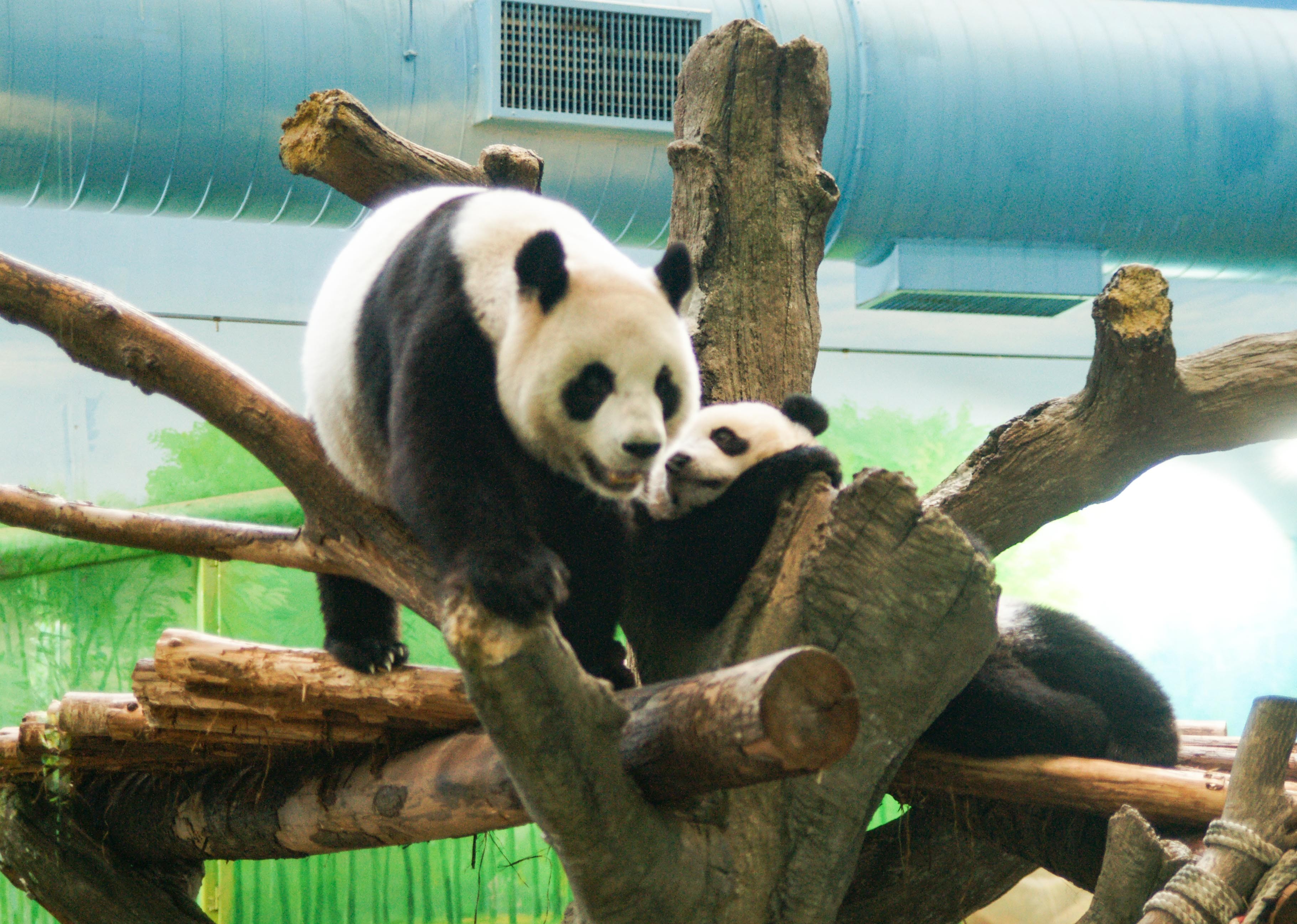 ▲▼圓仔8歲生日。（圖／台北市立動物園提供）