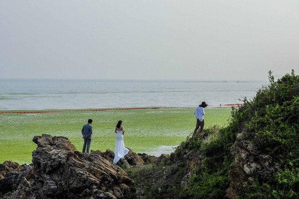 ▲山東青島海域肉眼便能見到成片的滸苔在海上漂浮。（圖／CFP）