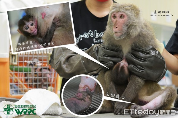 台灣獼猴踩中套索被迫截肢！　「懷中緊緊抱幼崽」給醫生看診 | ETtod