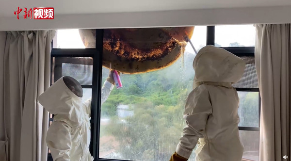 7樓窗外出現1.5公尺巨大蜂巢　搗爛「蜂蜜像雨流出」網：快接住！（圖／翻攝自微博／中新視頻）