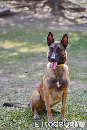 米克斯當飛盤狗，比狼犬、邊牧還厲害。（圖／飼主吳海峰提供）