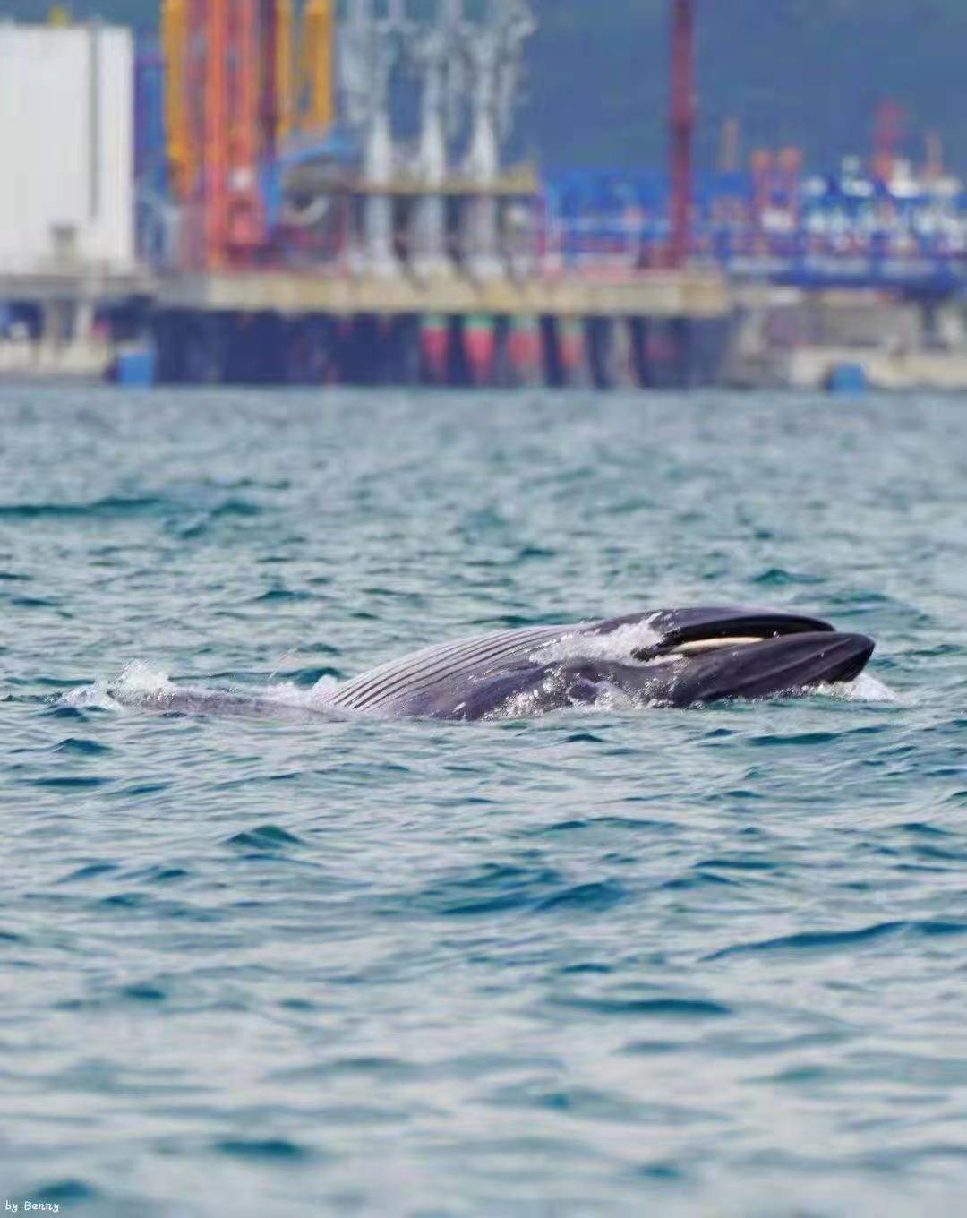 ▲▼ 大陸一級保護動物「布氏鯨」在深圳大鵬灣海域快樂覓食。（圖／翻攝 澎湃新聞、中新社）