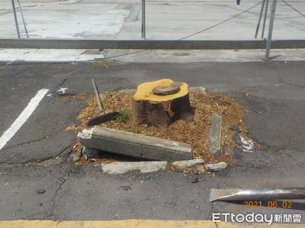 ▲台南市工務局針對專業檢查風險性高的行道樹進行移除，以防發生危險。（圖／記者林悅翻攝，下同）