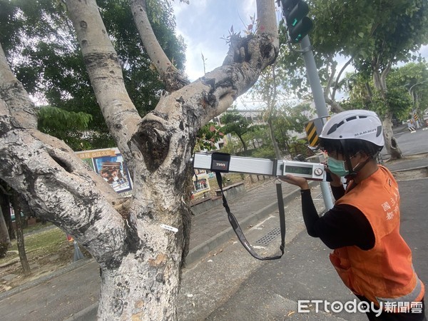 ▲台南市工務局針對專業檢查風險性高的行道樹進行移除，以防發生危險。（圖／記者林悅翻攝，下同）