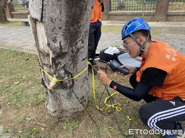 ▲台南市工務局針對專業檢查風險性高的行道樹進行移除，以防發生危險。（圖／記者林悅翻攝，下同）