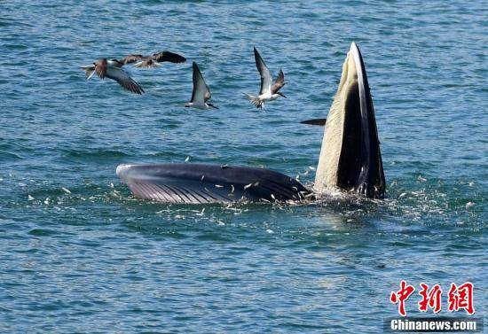 ▲▼ 大陸一級保護動物「布氏鯨」在深圳大鵬灣海域快樂覓食。（圖／翻攝 澎湃新聞、中新社）