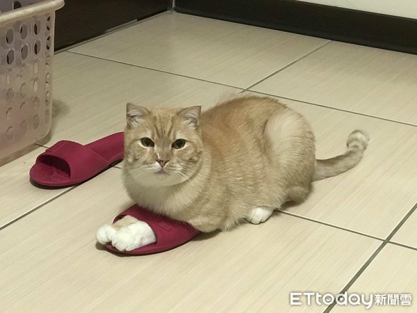 ▲▼阿肥肚子餓（圖／飼主村長授權）