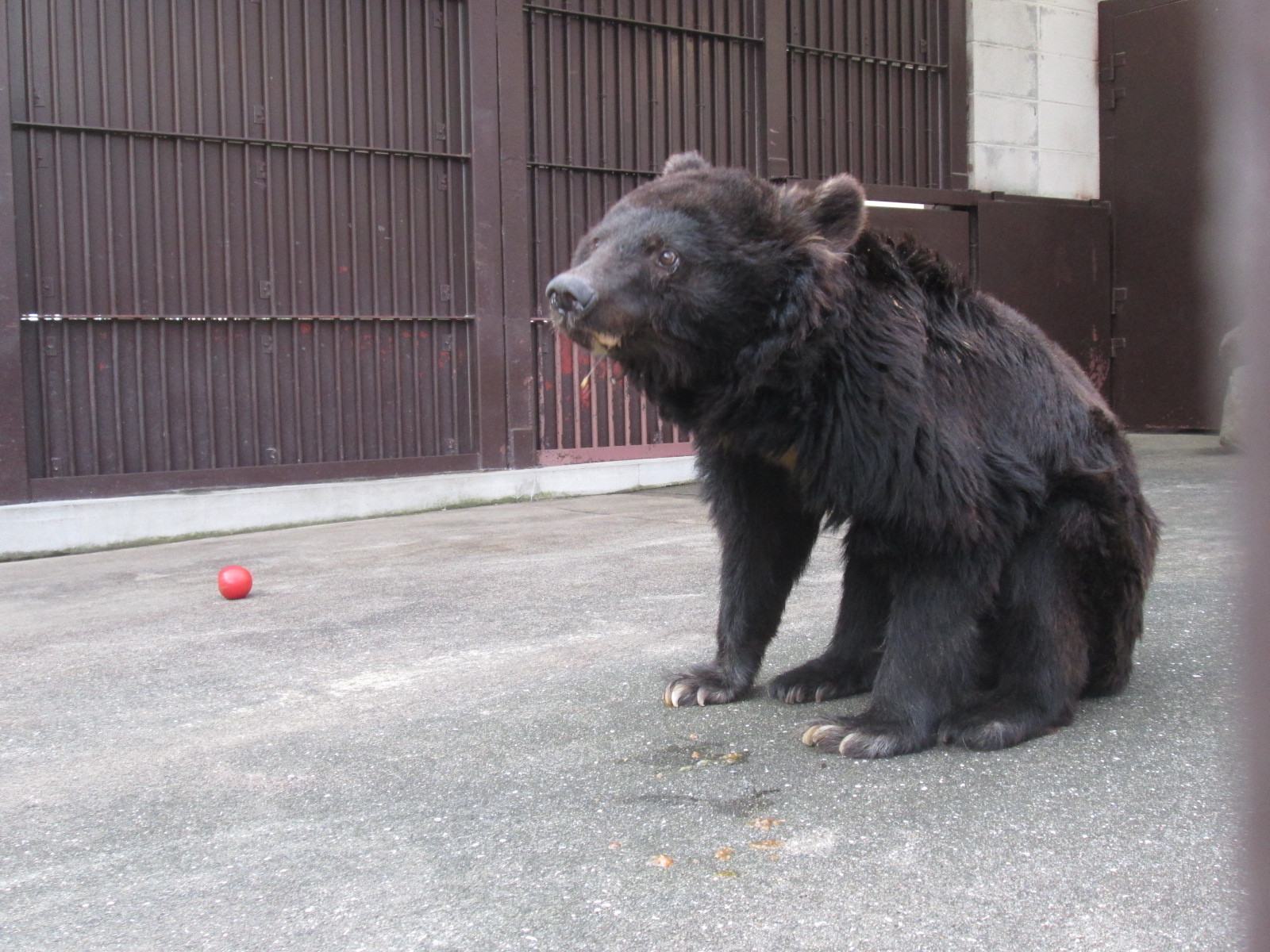 ▲▼日本市立動物園5年內養死47頭動物！。（圖／龍野市官網）