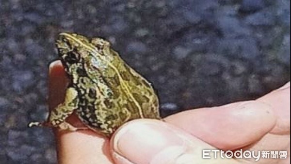 ▲經縣府出動「蛙蛙調查隊」捕捉後，發現為一種常見的台灣原生種澤蛙。（圖／記者黃孟珍翻攝）