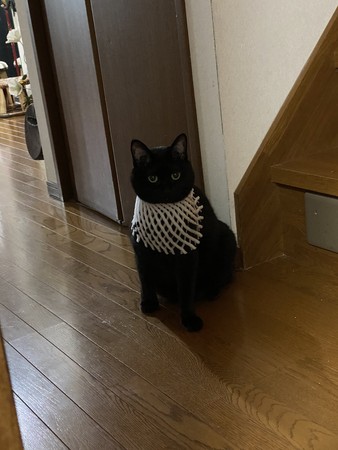 ▲▼黑貓戴上白色水果套。（圖／翻攝自Twitter@054758373）