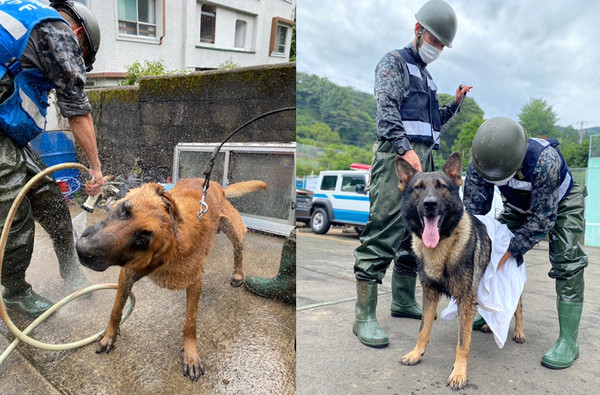 ▲▼連7天熱海土石流中搜救！　搜救犬體力透支躺籠子吹電扇消暑。（圖／翻攝自Twitter:JASDFhamamatsu）