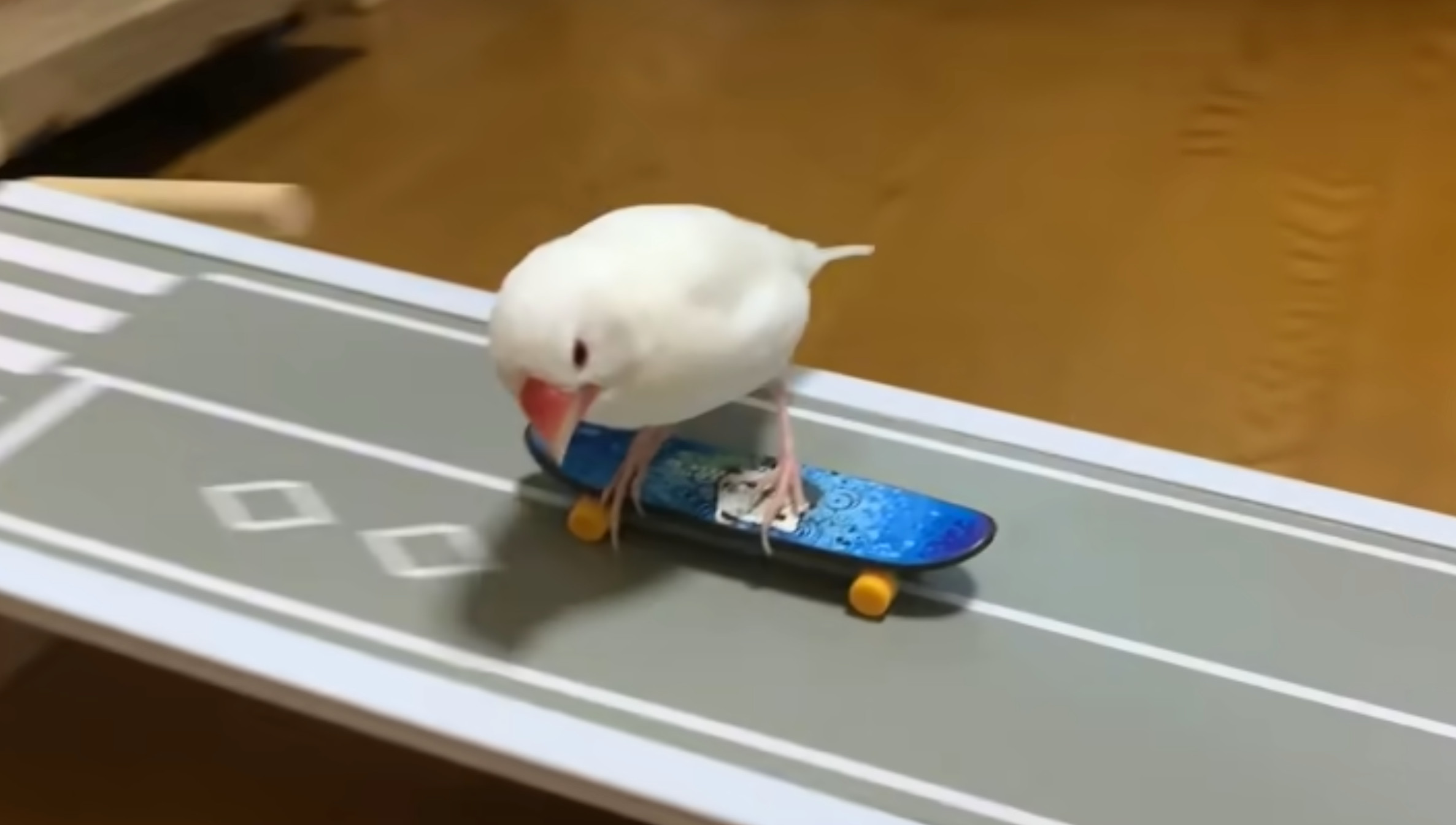 ▲▼ 文鳥滑滑板   。（圖／翻攝自YouTube／cotasun）