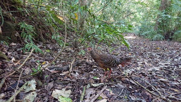 ▲芙蓉山拾獲藍腹鷴鳥蛋 幼鳥孵化長成重返山林。（圖／嘉義林區管理處提供）