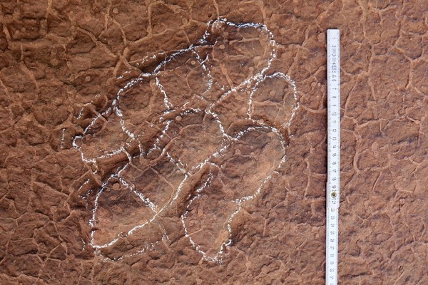 ▲四川發現31cm新種恐龍化石！　專家命名「野比大雄」原因曝光。（圖／翻攝自邢立達微博）