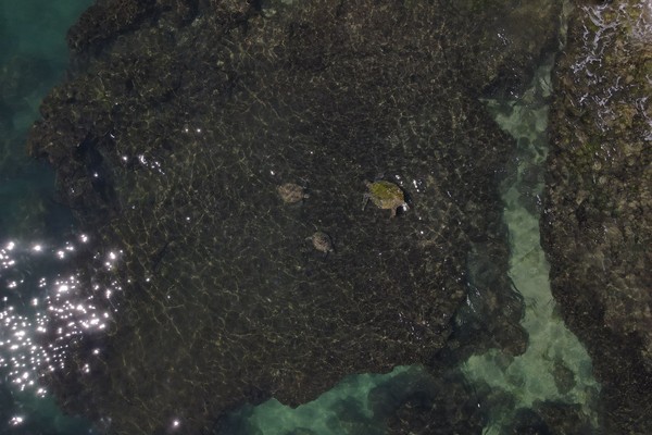 ▲小琉球空拍海龜「破紀錄數據」曝光　海面油汙消失引回覓食潮。（圖／翻攝自臉書／海洋委員會海洋保育署）