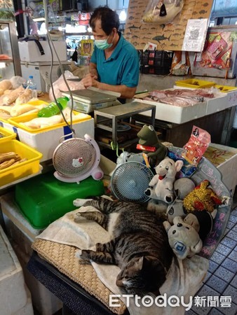 ▲魚販造專屬床位給貓睡　萬人見「熟悉明星臉」笑：牠常吃生魚片丼。（圖／網友劉小姐提供）