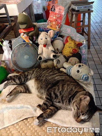 ▲魚販造專屬床位給貓睡　萬人見「熟悉明星臉」笑：牠常吃生魚片丼。（圖／網友劉小姐提供）