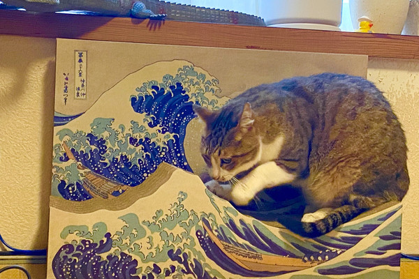 ▲▼貓咪站神奈川沖裡衝浪。（圖／翻攝自Twitter@wakana29）