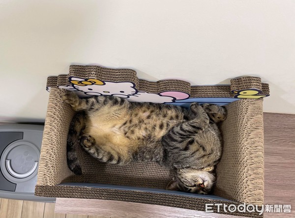 ▲▼虎斑貓睡在金紙箱子裡。（圖／網友Hui Ling Chen授權提供）