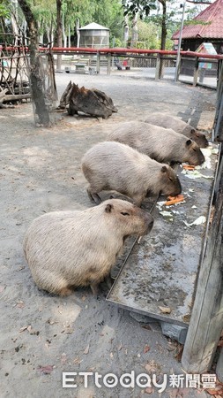 ▲台南學甲「頑皮世界」野生動物園，在13日上午恢復開園，有數百位遊客湧入園區，與動物們相見歡。（圖／記者林悅翻攝，下同）